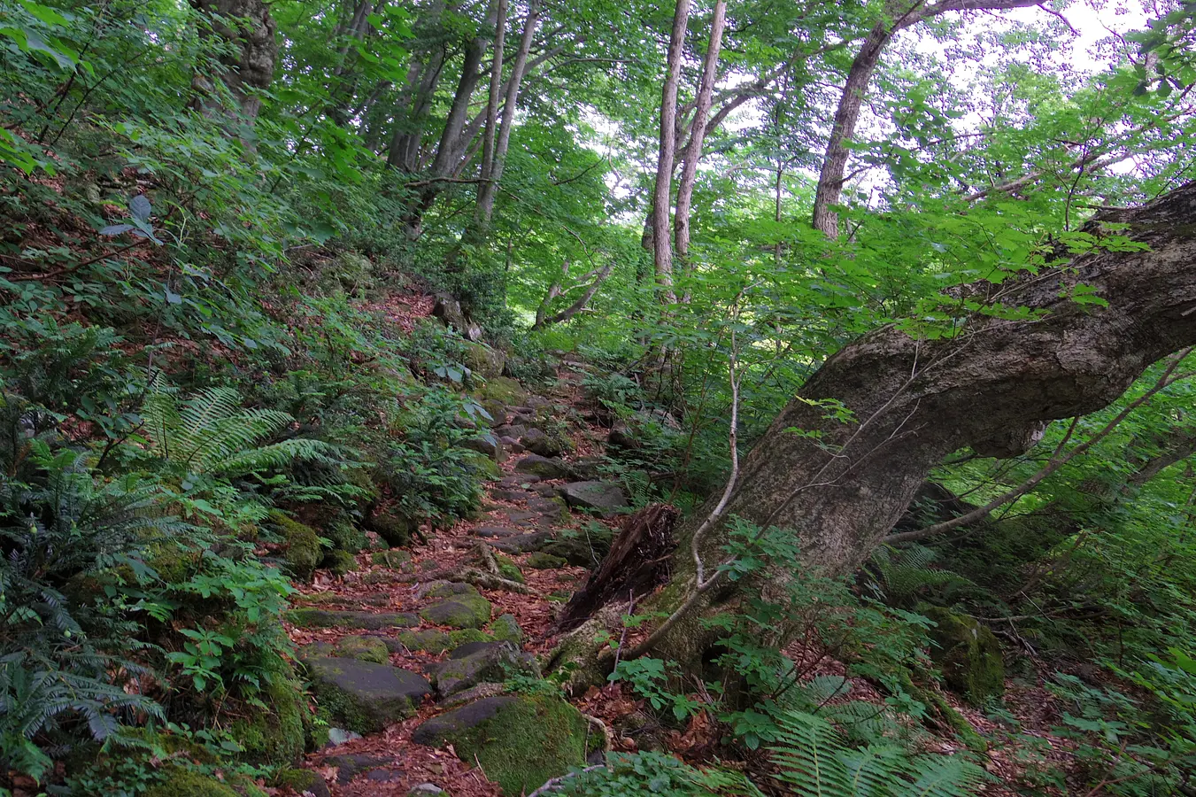 02中島台・獅子ヶ鼻湿原