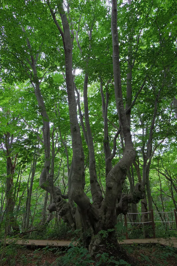 04中島台・獅子ヶ鼻湿原