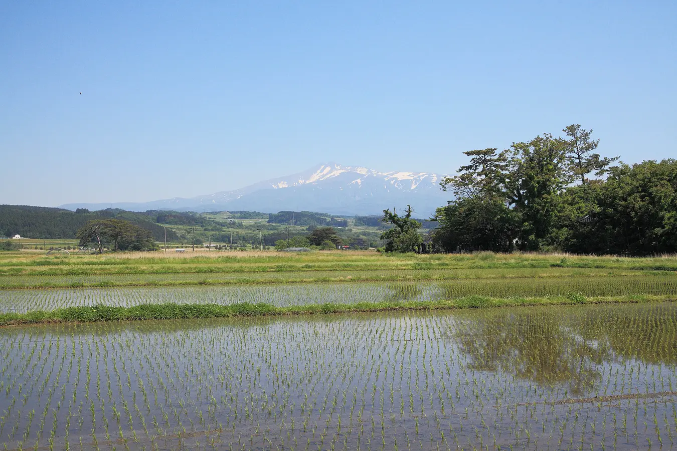 05水田と鳥海山