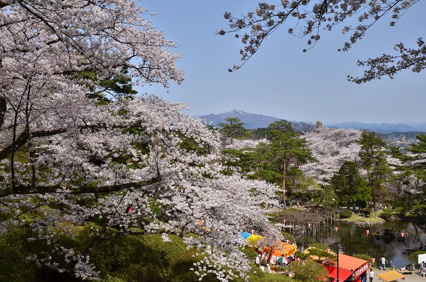 02千秋公園桜まつり