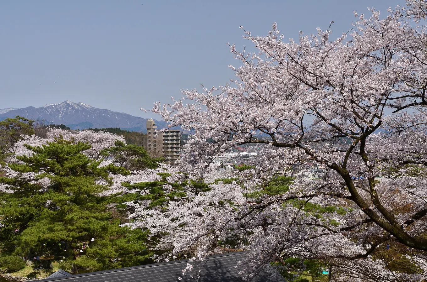 03千秋公園桜まつり