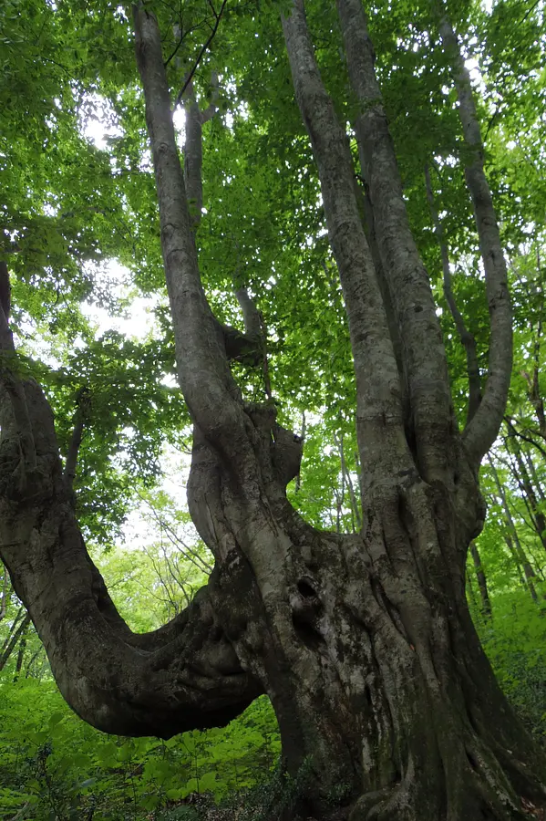 07中島台・獅子ヶ鼻湿原