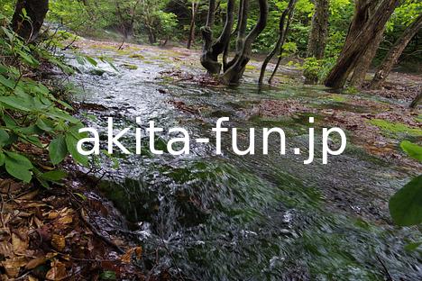 09中島台・獅子ヶ鼻湿原