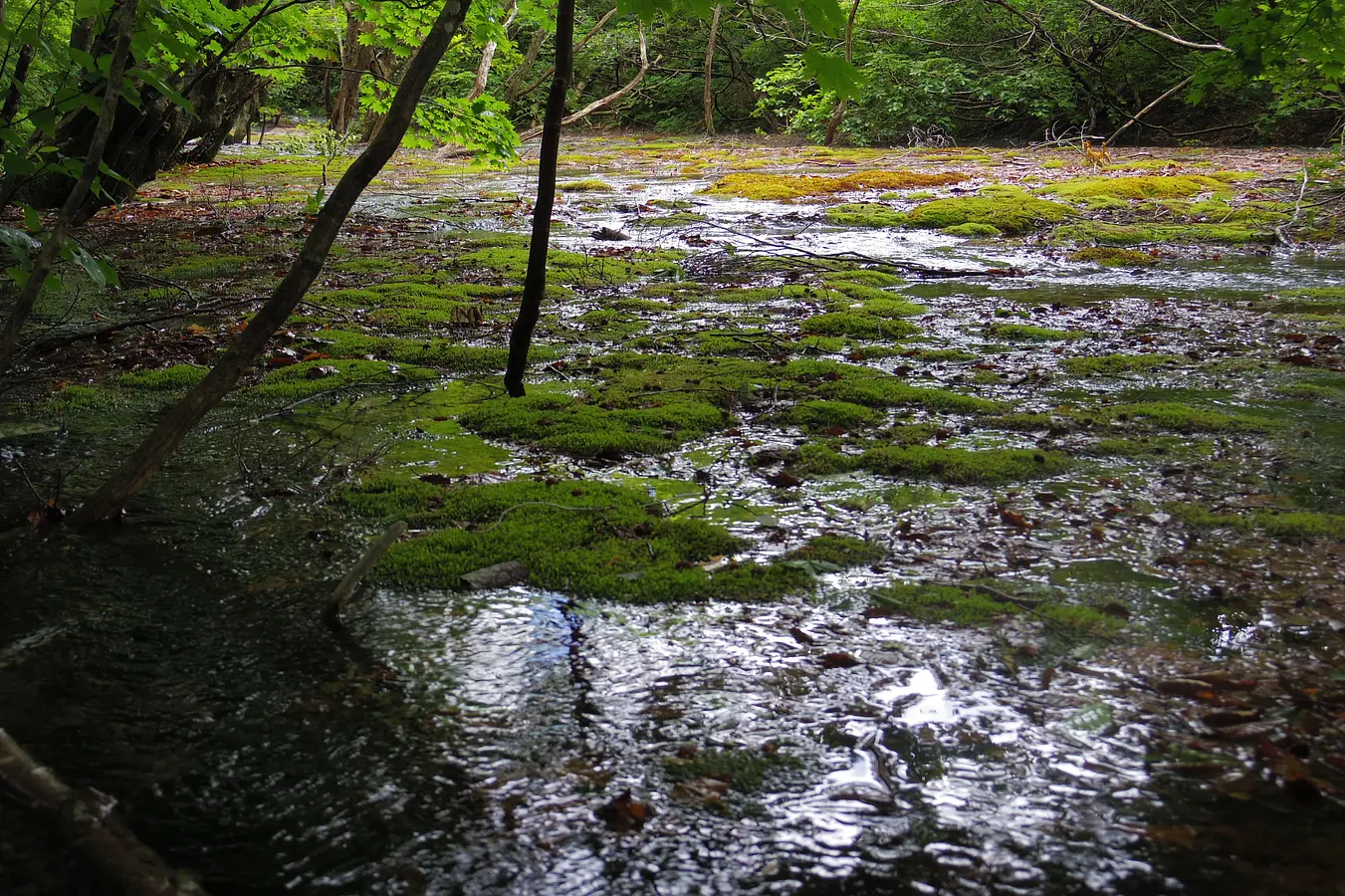 10中島台・獅子ヶ鼻湿原