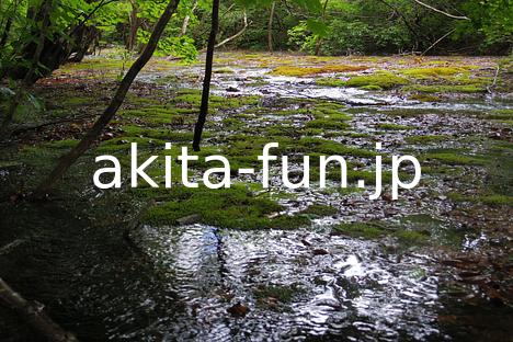 10中島台・獅子ヶ鼻湿原