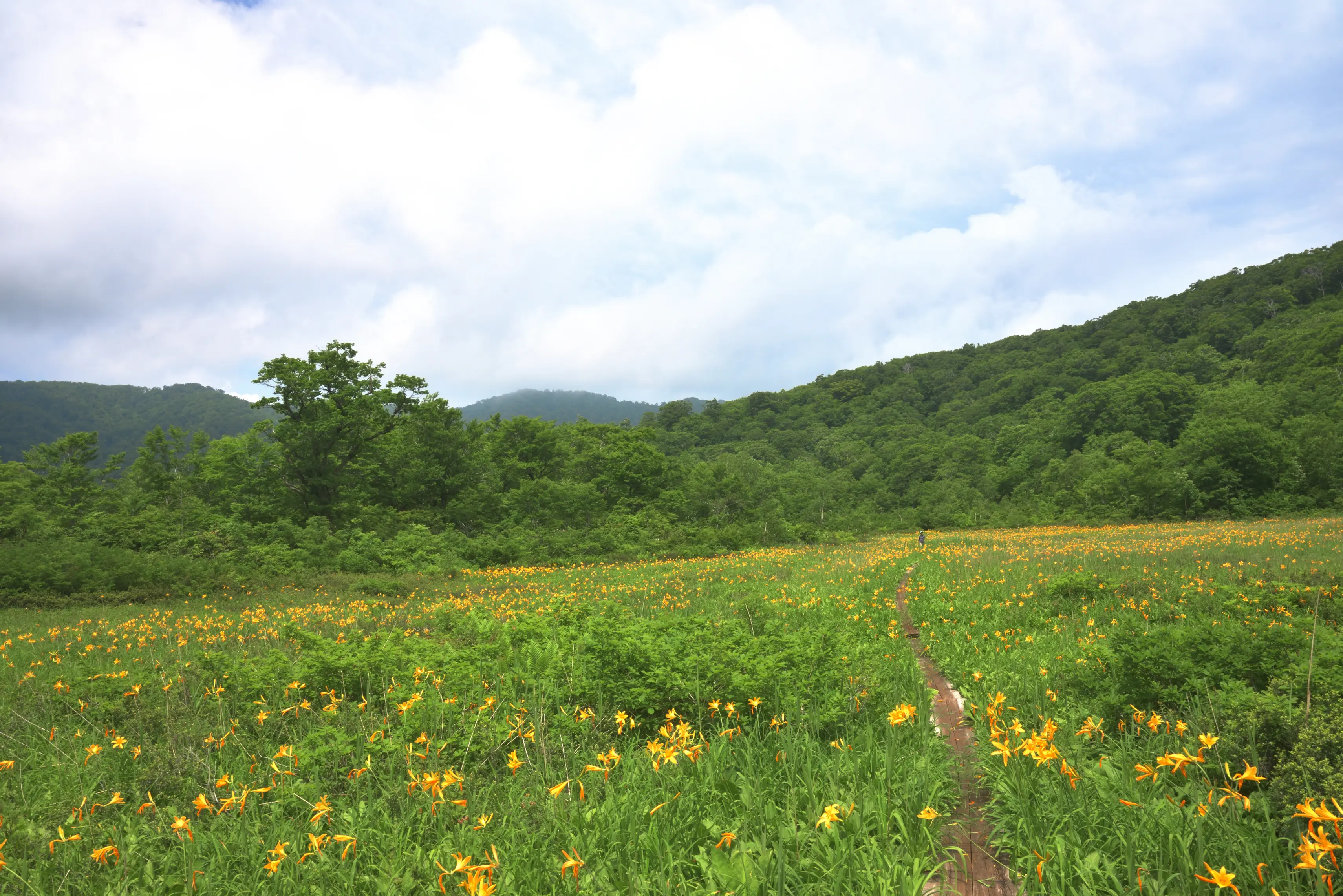 藤里駒ケ岳（ふじさとこまがたけ）／田苗代湿原（たなしろしつげん