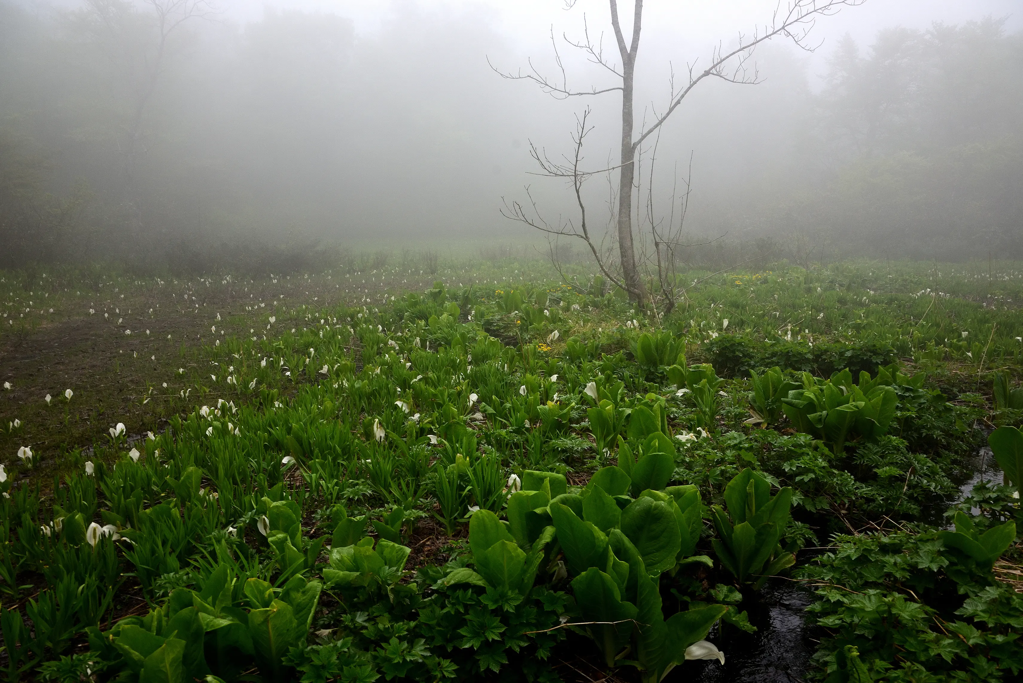 藤里駒ケ岳（ふじさとこまがたけ）／田苗代湿原（たなしろしつげん