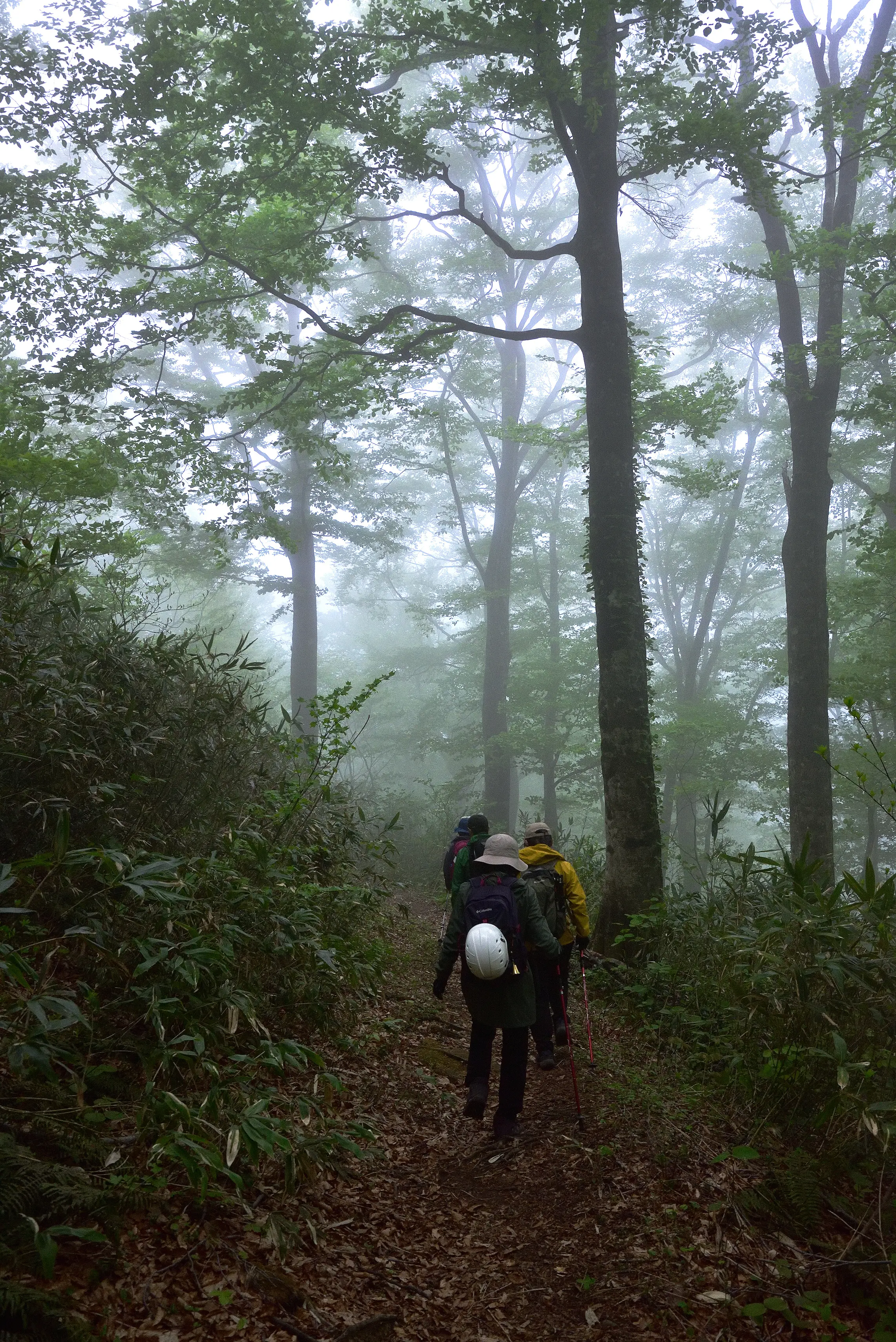 藤里駒ケ岳（ふじさとこまがたけ）／田苗代湿原（たなしろしつげん