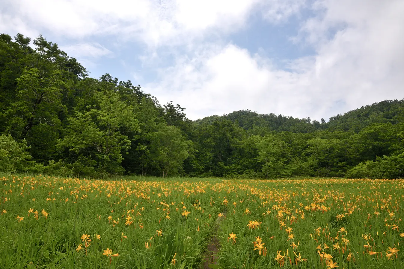 藤里駒ケ岳（ふじさとこまがたけ）／田苗代湿原（たなしろしつげん）