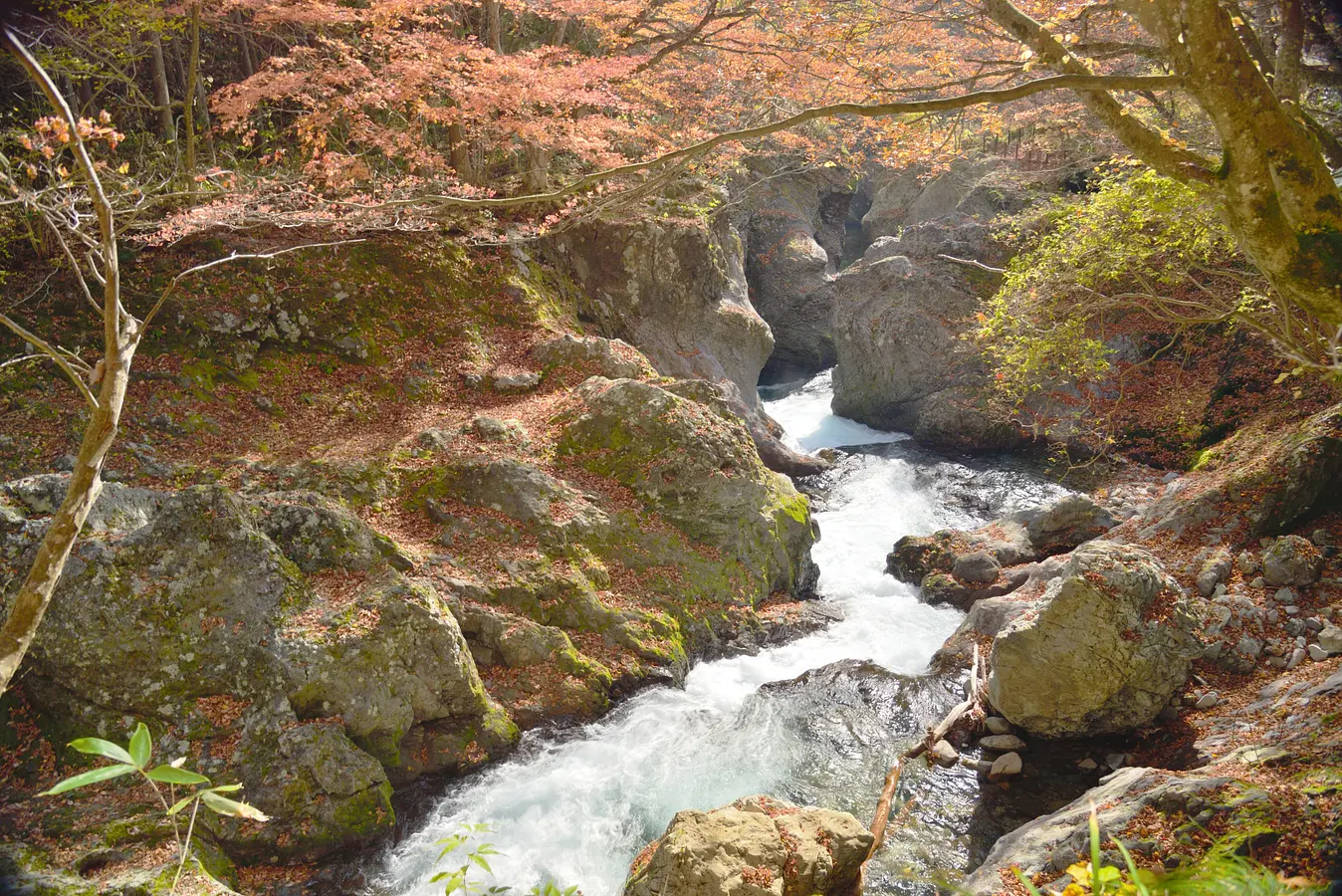 白神山地