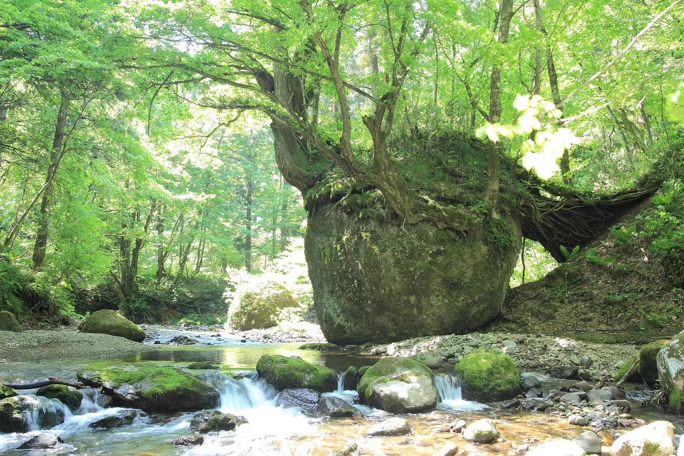 ネコバリ岩