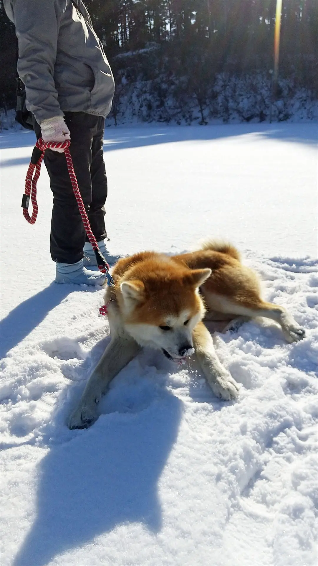 “秋田犬と散歩”する健康ウォーキング