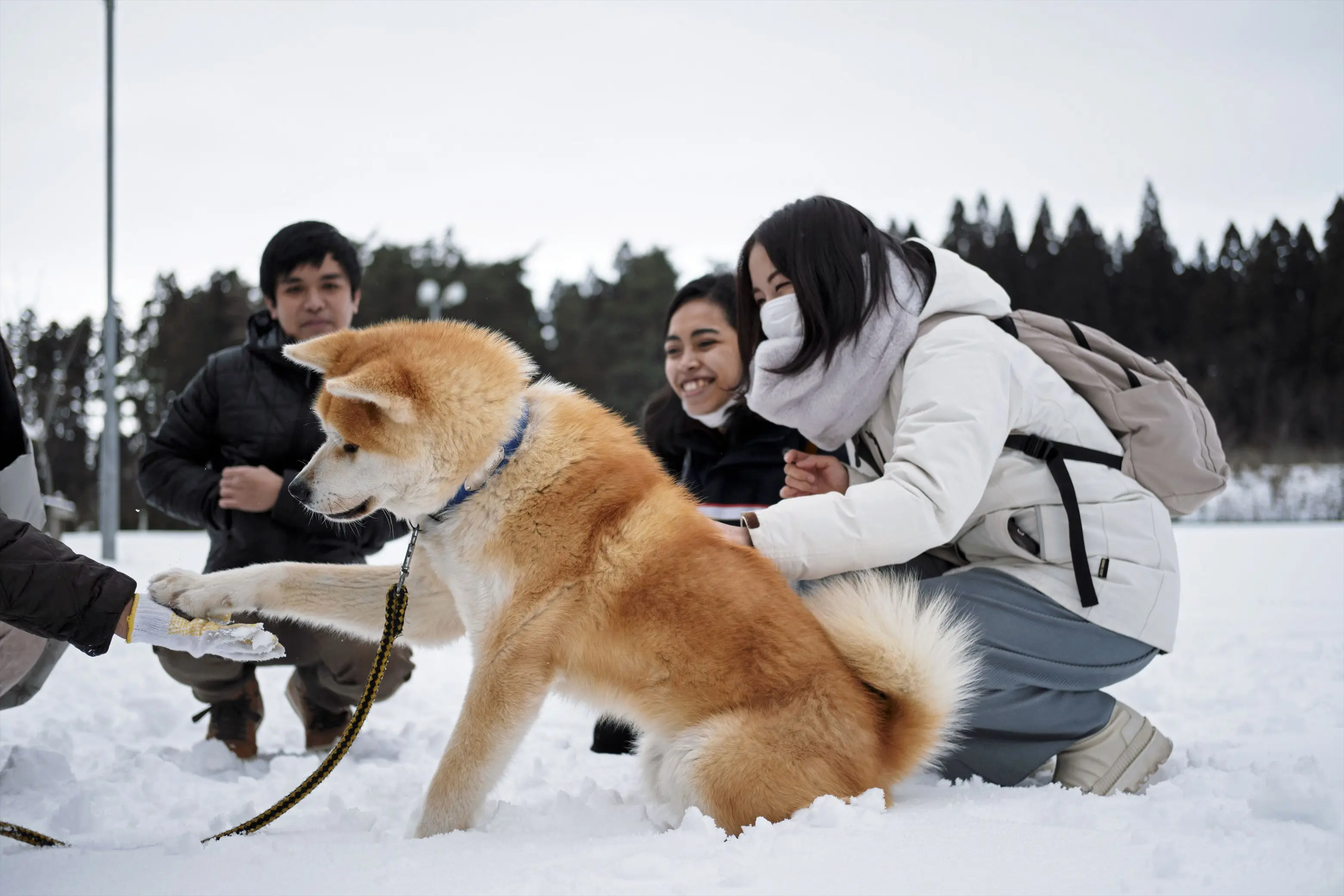 “秋田犬と散歩”する健康ウォーキング