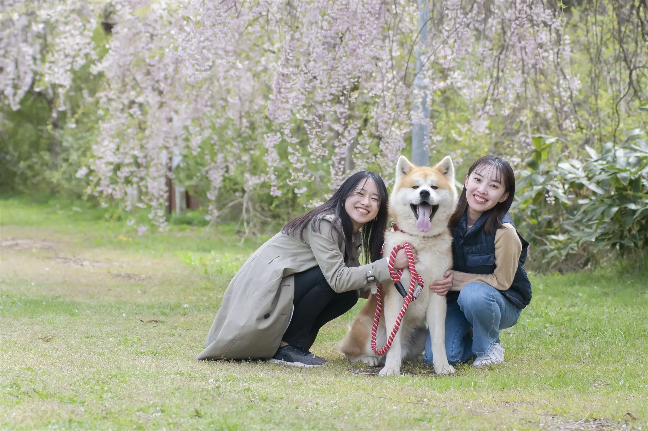 “秋田犬と散歩”する健康ウォーキング