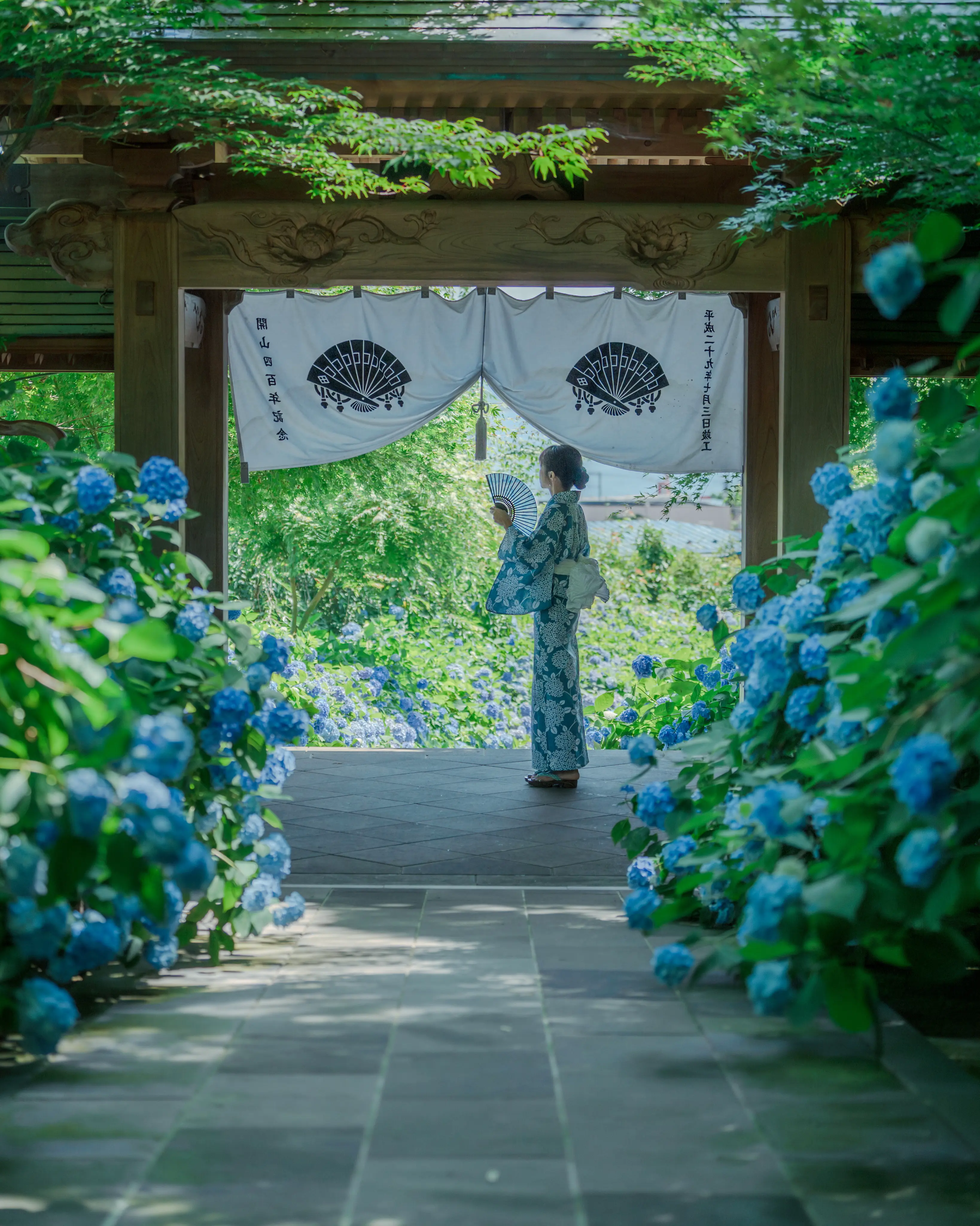 雲昌寺のアジサイ