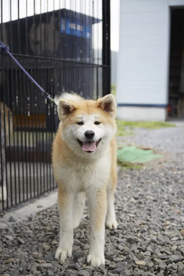 04秋田犬