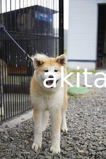 04秋田犬