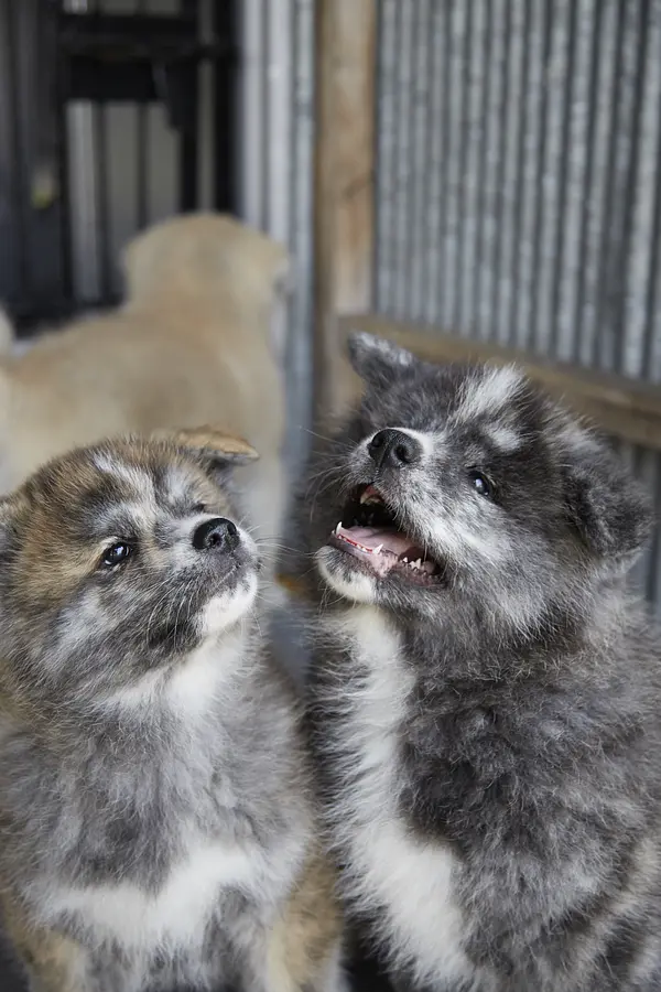 08秋田犬