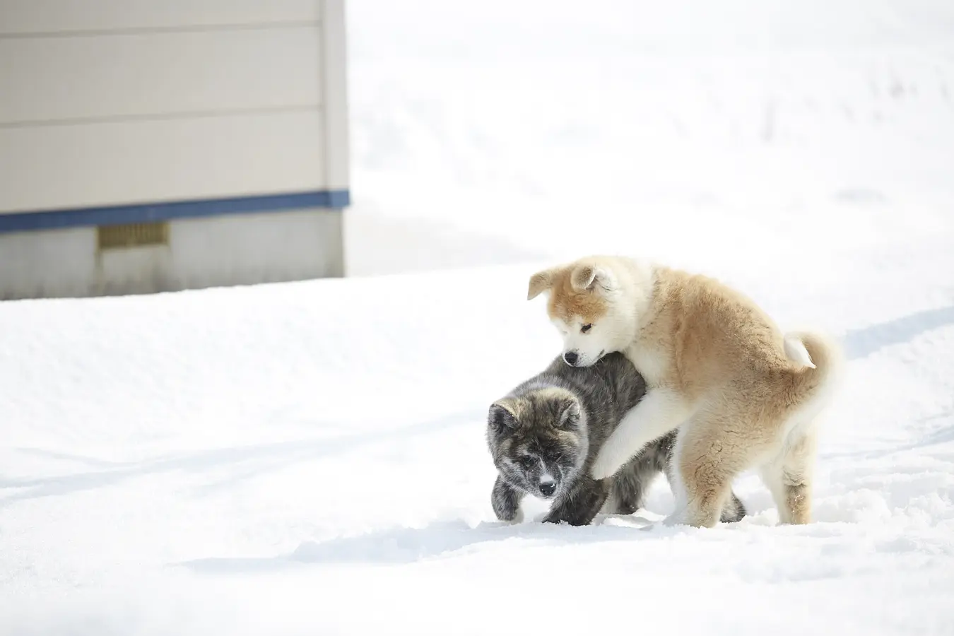 09秋田犬