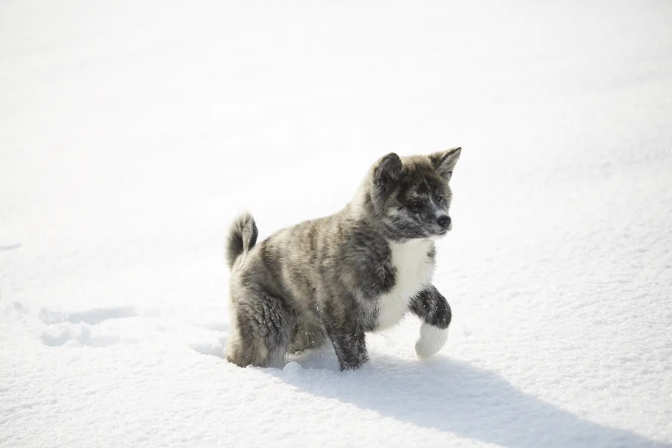 10秋田犬