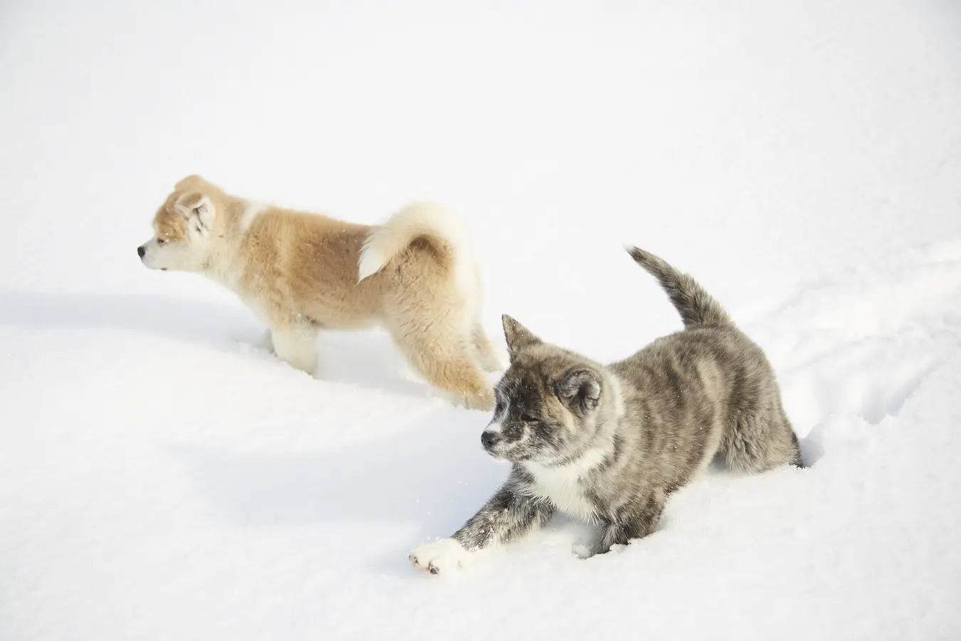 11秋田犬