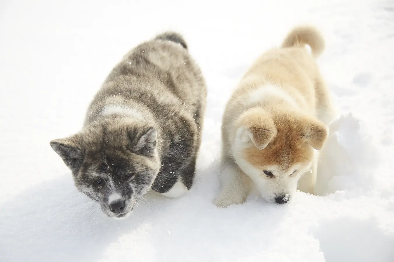 12秋田犬