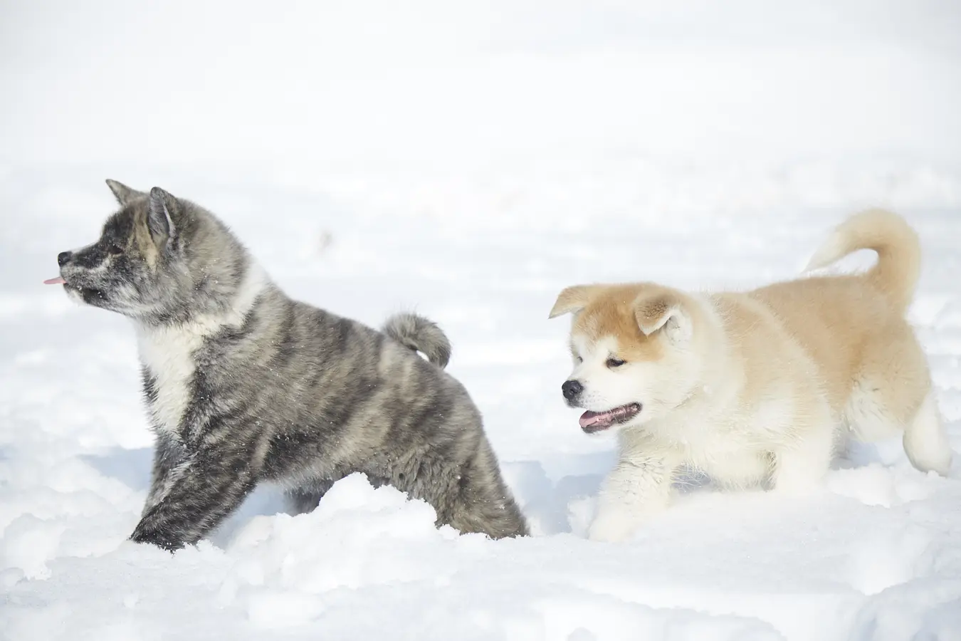 13秋田犬