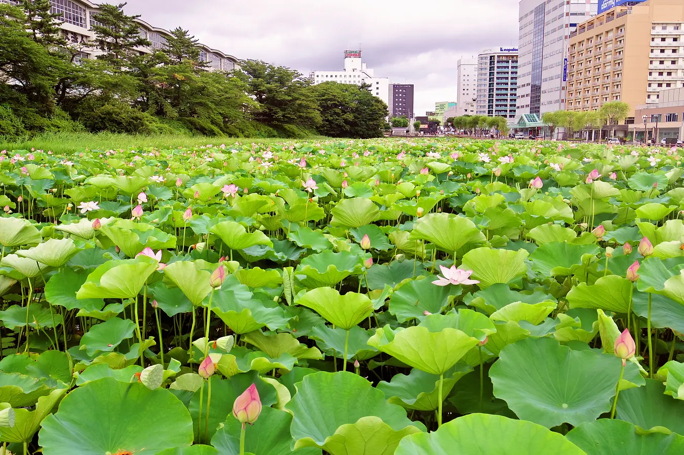 02千秋公園・久保田城