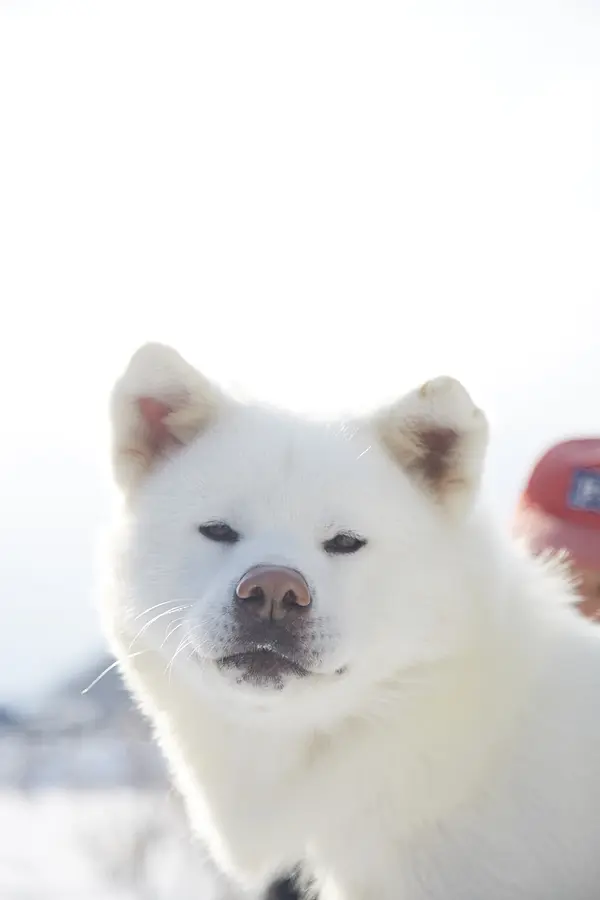 14秋田犬