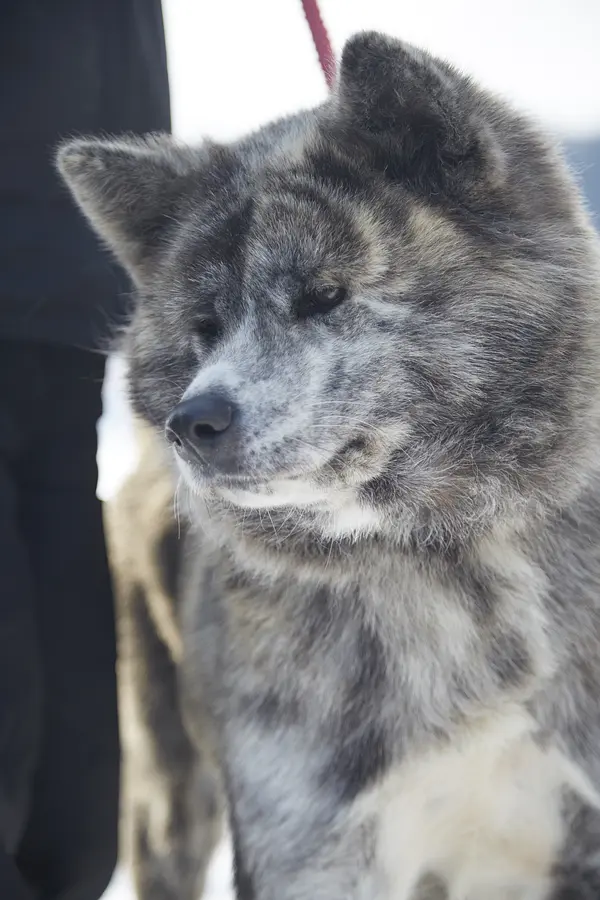 15秋田犬