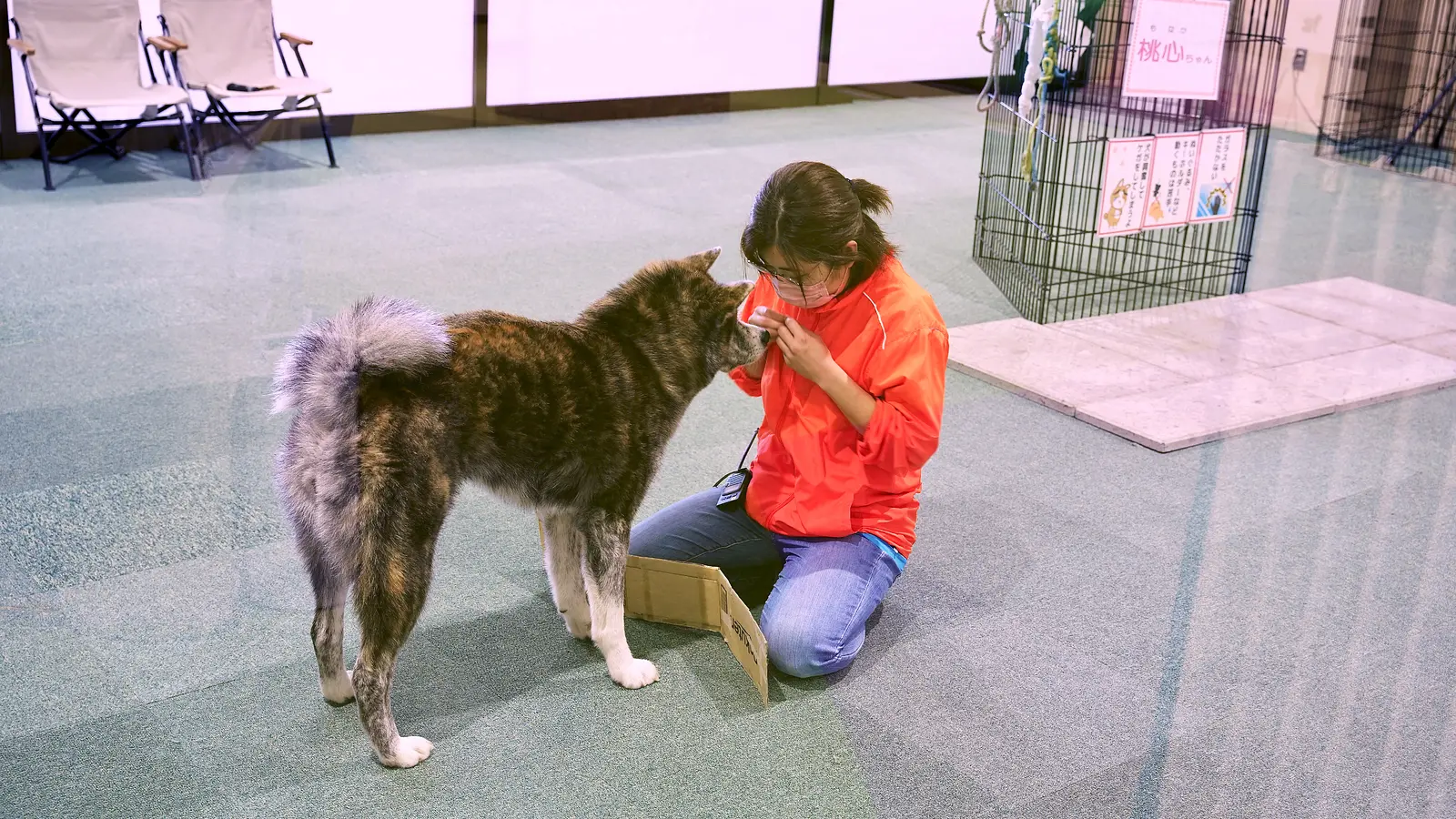 【前編】秋田犬のふるさと大館市へ、癒しのもふもふに会いに行こう！ | ブランニューアキタ | アキタファン