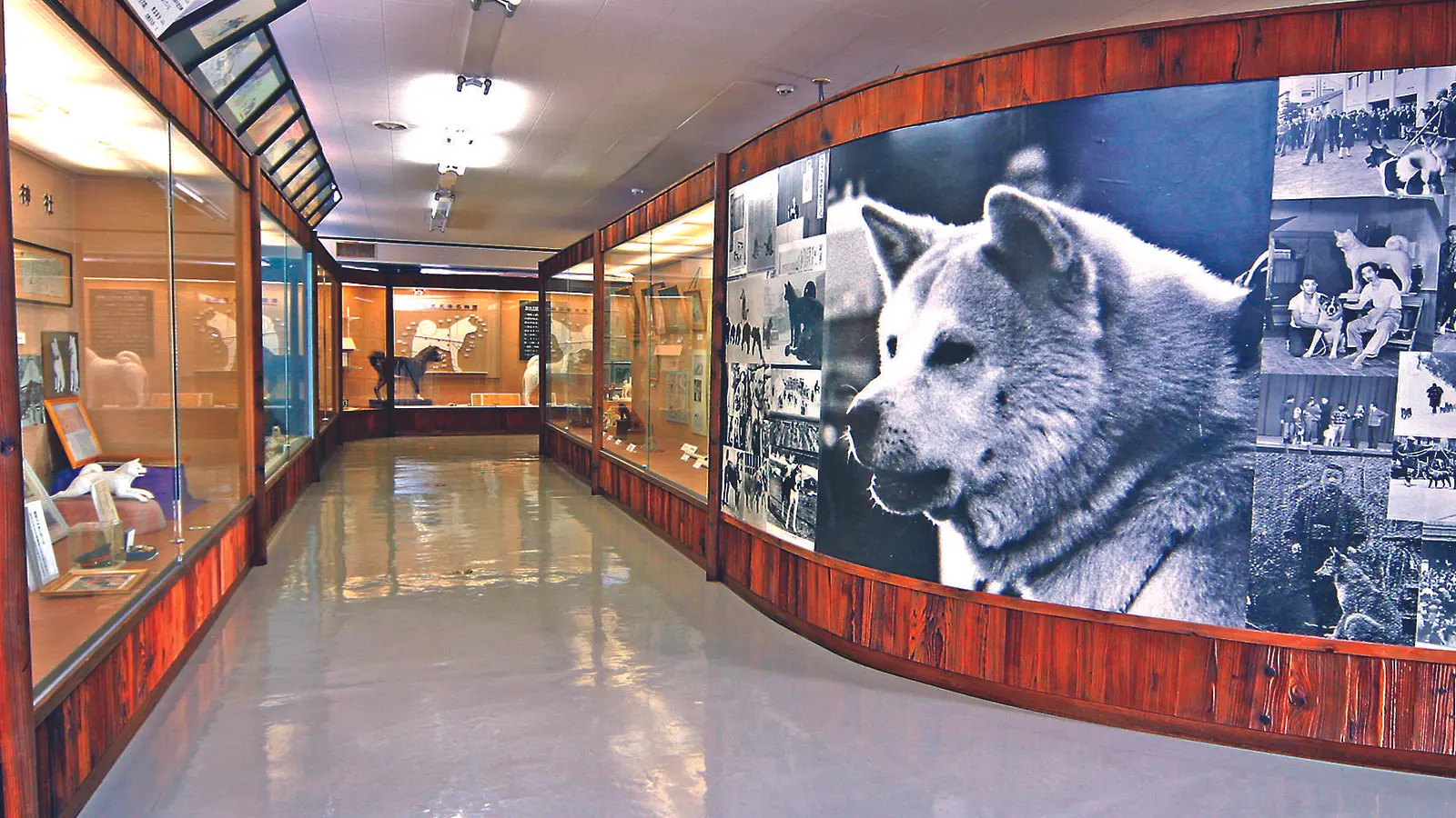 【前編】秋田犬のふるさと大館市へ、癒しのもふもふに会いに行こう！ | ブランニューアキタ | アキタファン