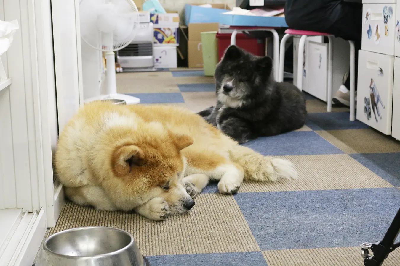 【前編】秋田犬のふるさと大館市へ、癒しのもふもふに会いに行こう！ | ブランニューアキタ | アキタファン