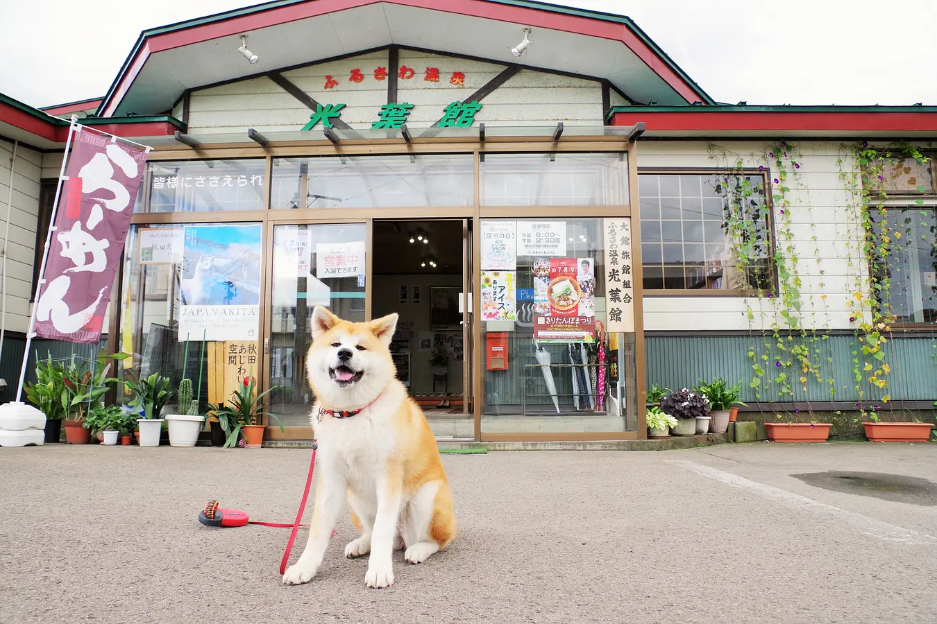 【後編】秋田犬のふるさと大館市へ、癒しのもふもふに会いに行こう！ | ブランニューアキタ | アキタファン