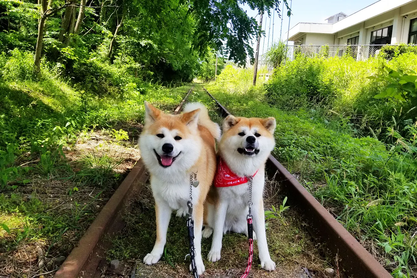 【後編】秋田犬のふるさと大館市へ、癒しのもふもふに会いに行こう！ | ブランニューアキタ | アキタファン