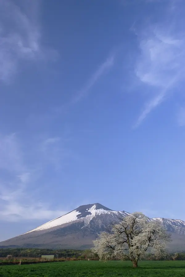 02桜と雪の回廊キャンペーン