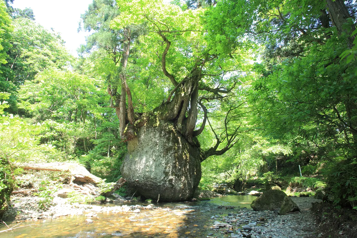 02ネコバリ岩