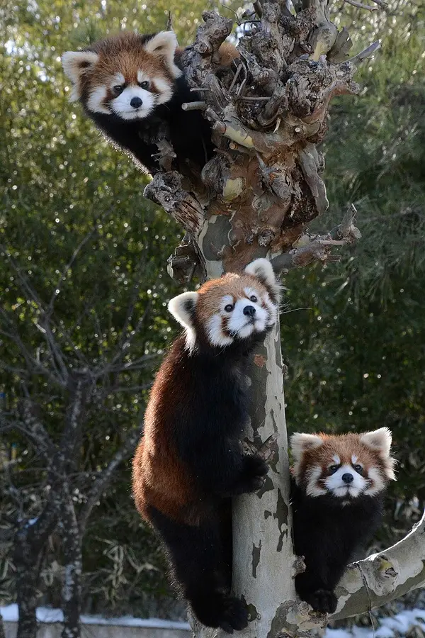 06大森山動物園