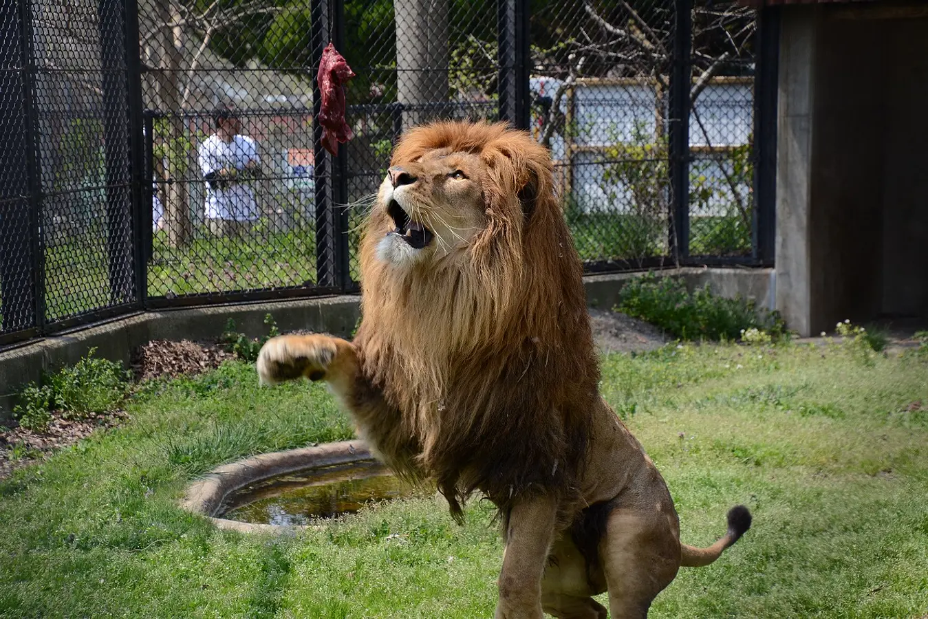 08大森山動物園