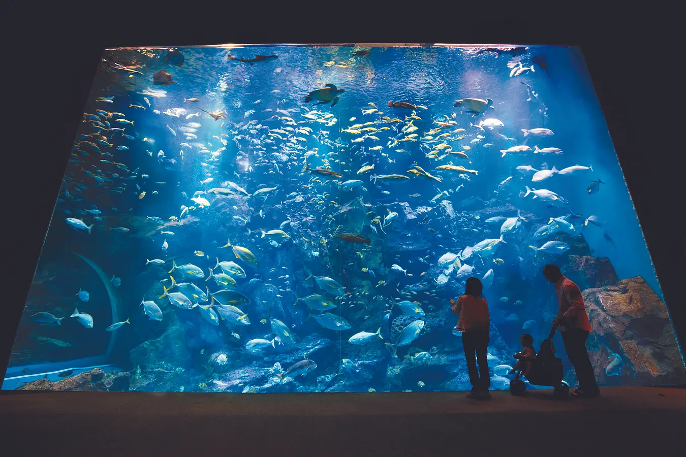 06男鹿水族館　GAO