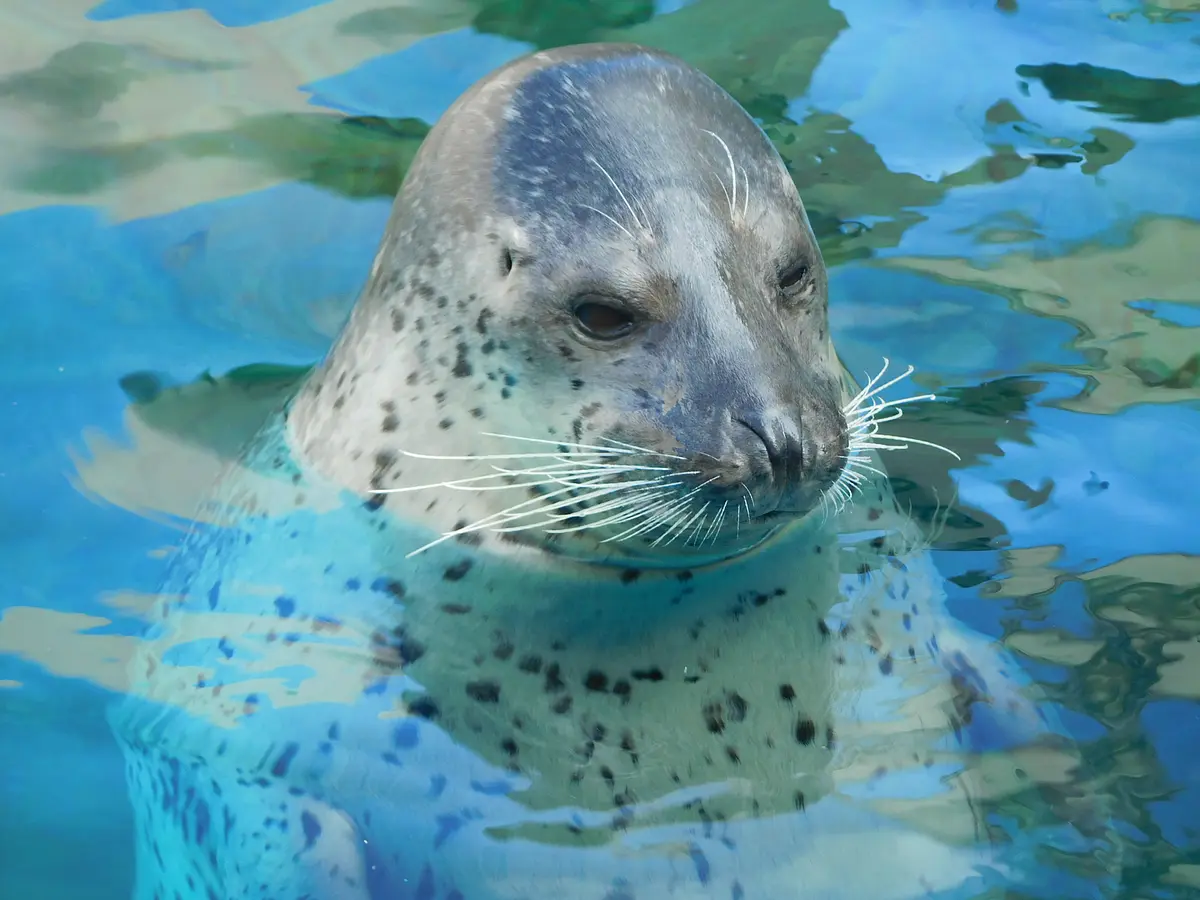 07男鹿水族館　GAO
