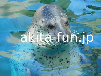 07男鹿水族館　GAO