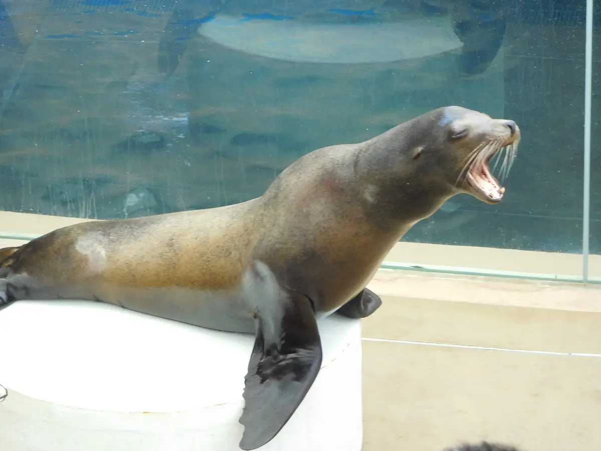 08男鹿水族館　GAO