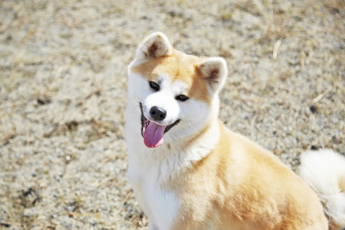 05秋田犬ステーション