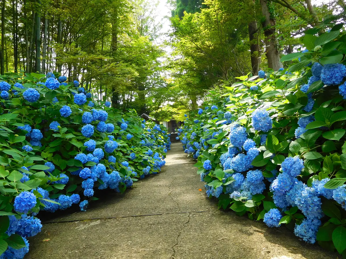 03雲昌寺のアジサイ