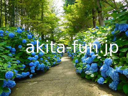 03雲昌寺のアジサイ