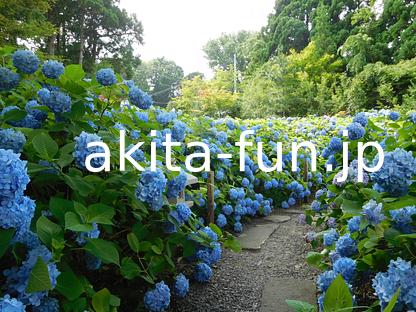 04雲昌寺のアジサイ