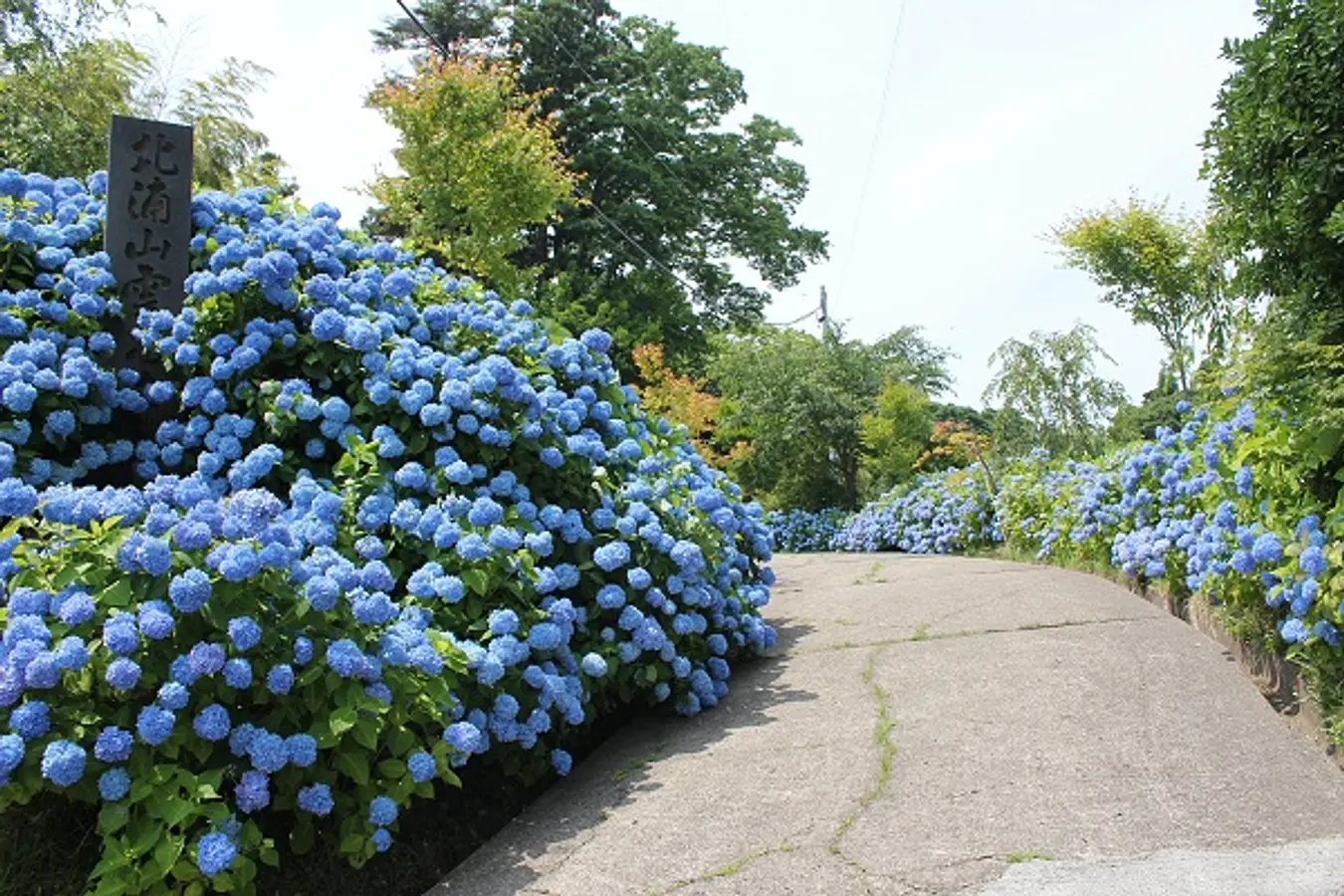 01雲昌寺のアジサイ