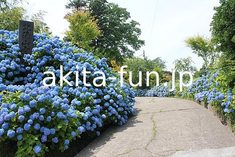 01雲昌寺のアジサイ