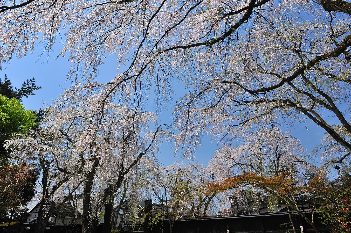 02角館武家屋敷の桜